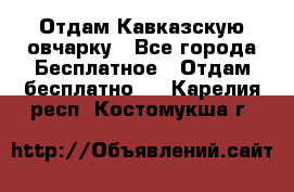 Отдам Кавказскую овчарку - Все города Бесплатное » Отдам бесплатно   . Карелия респ.,Костомукша г.